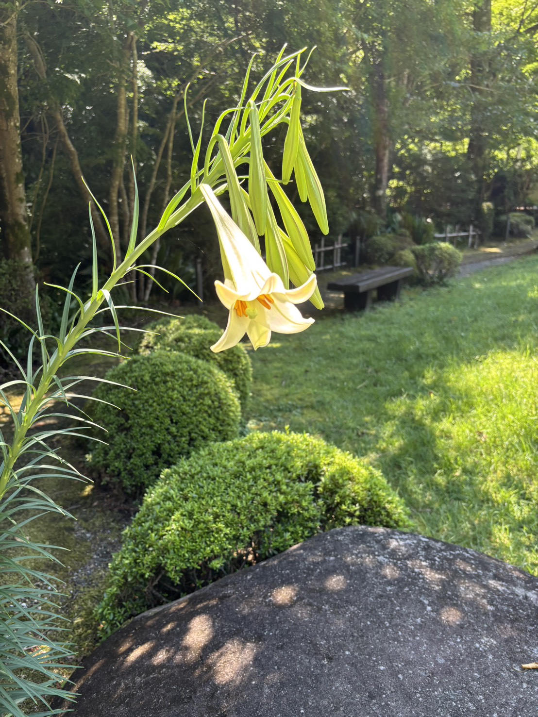 庭に咲く、白く細長いユリの花