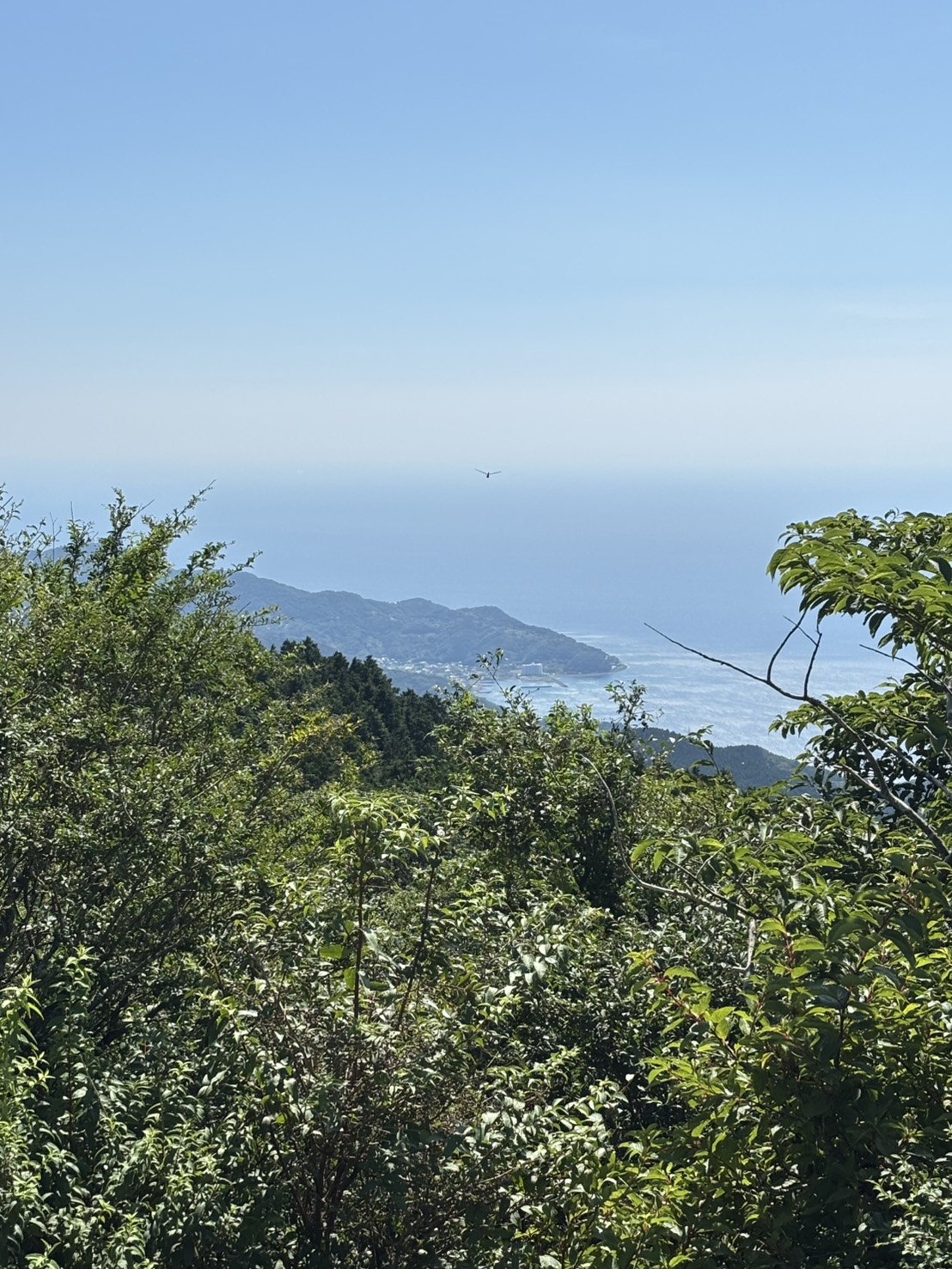 山の上の木々のむこうに、駿河湾と岬が見える