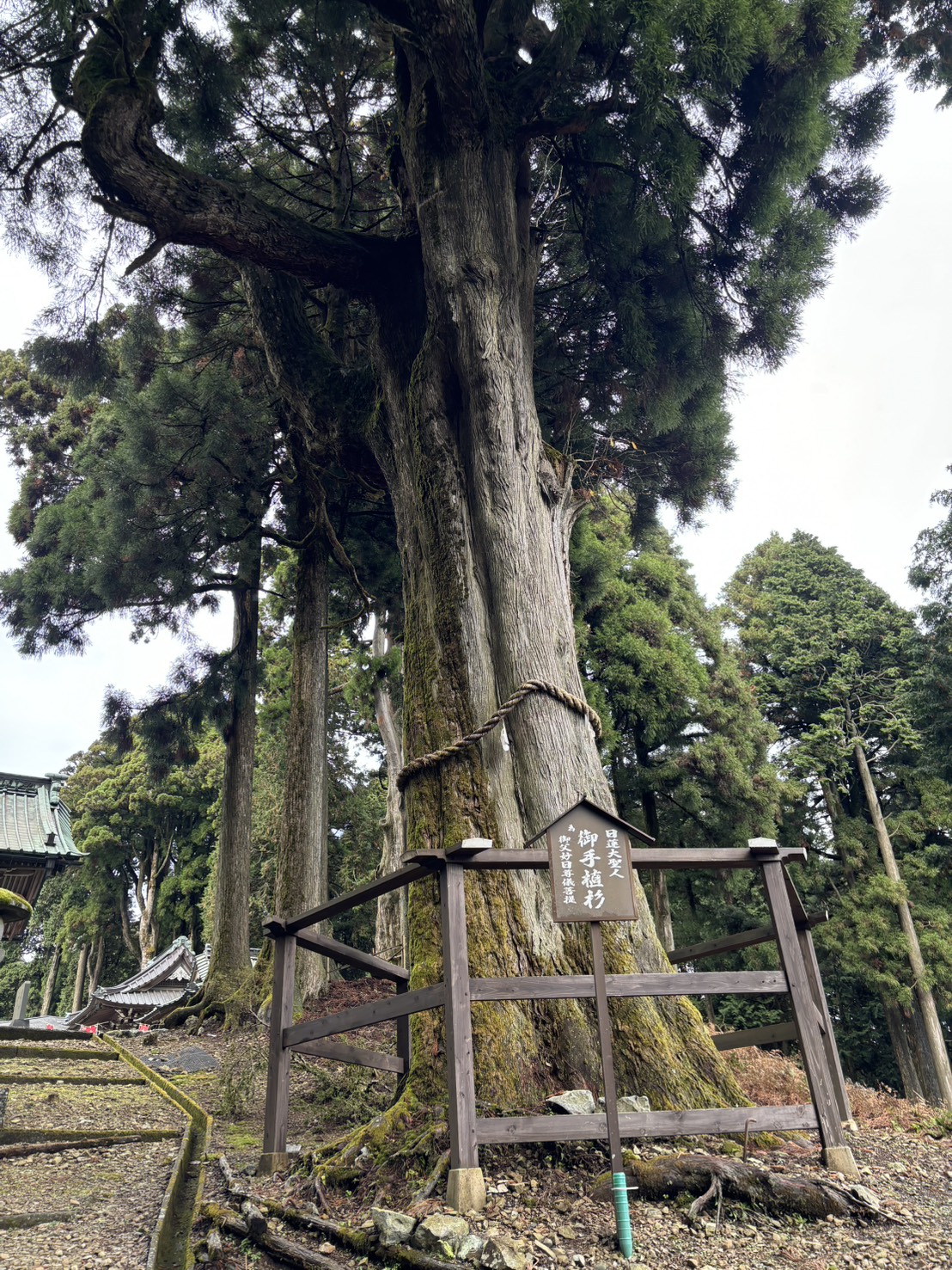 しめ縄が巻かれた大きな杉と、「日蓮大聖人 御手植杉」の木札