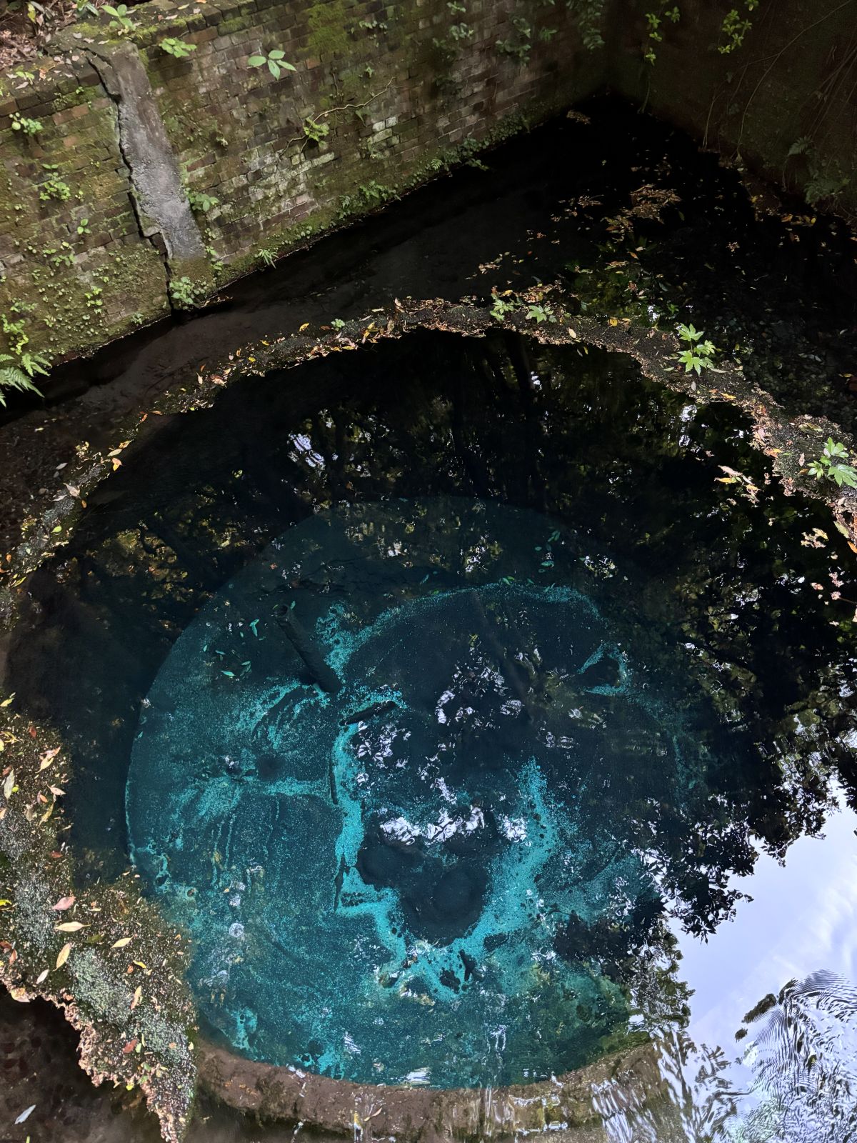 柿田川の湧き間。青く澄んだ水が湧いている