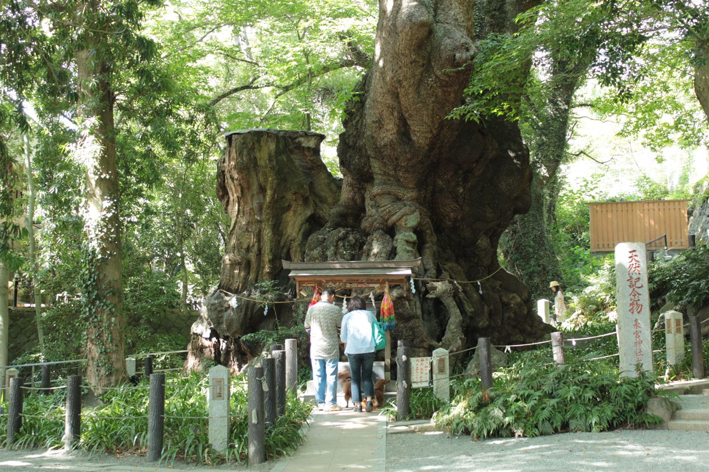 來宮神社の大楠