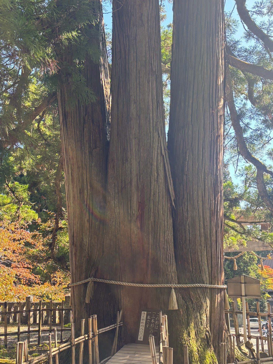 しめ縄が巻かれた、三本に分かれた大きな杉の木