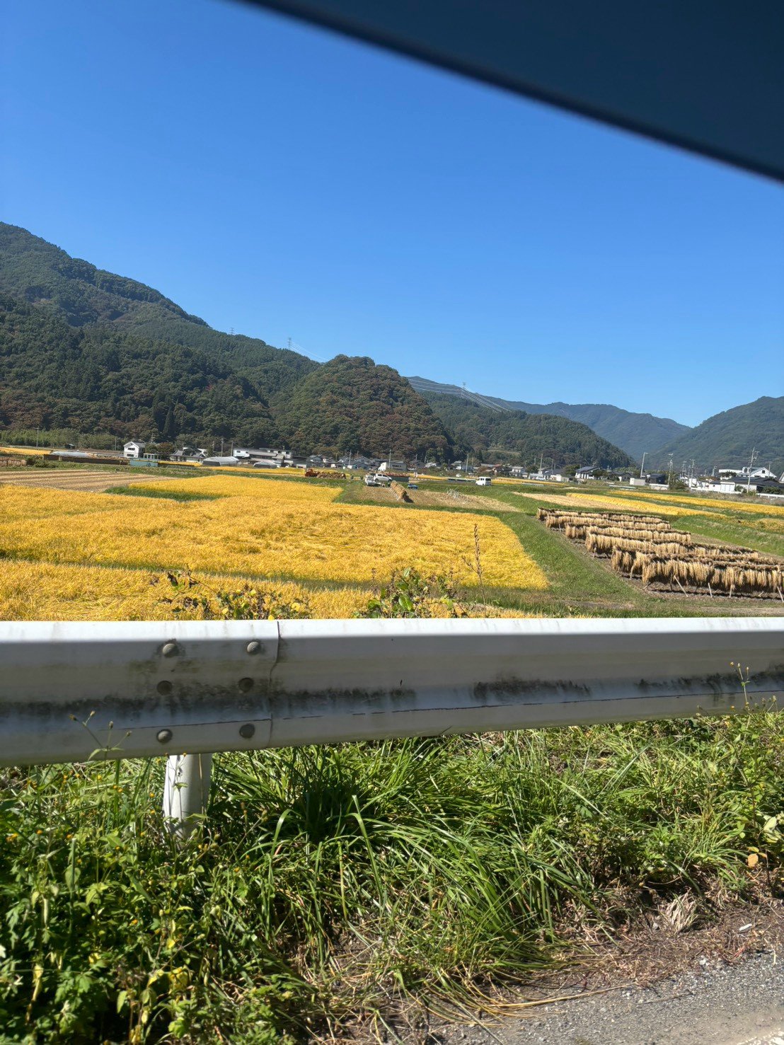 黄金色の田んぼと、刈った稲を干している様子。うしろに山が連なる