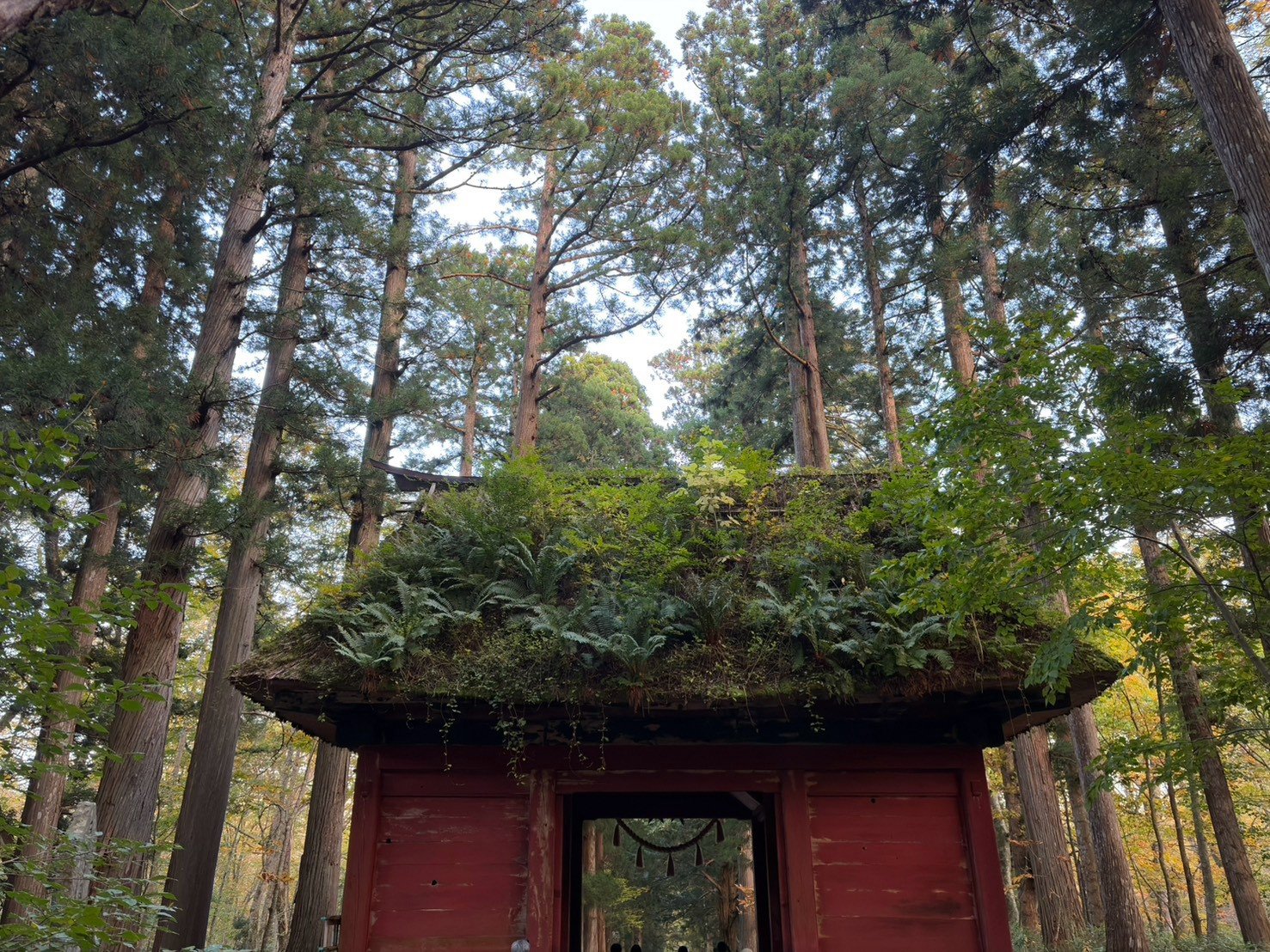 杉の森の中に建つ随神門