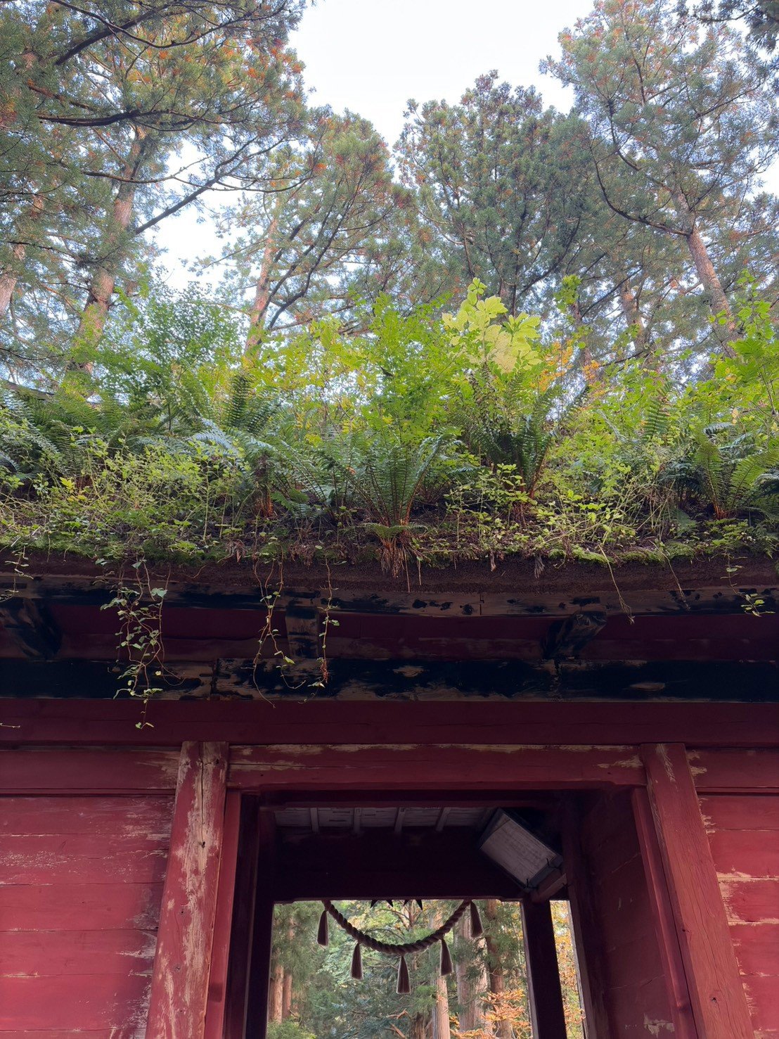 随神門の屋根を下から見上げた写真。シダと苔におおわれている